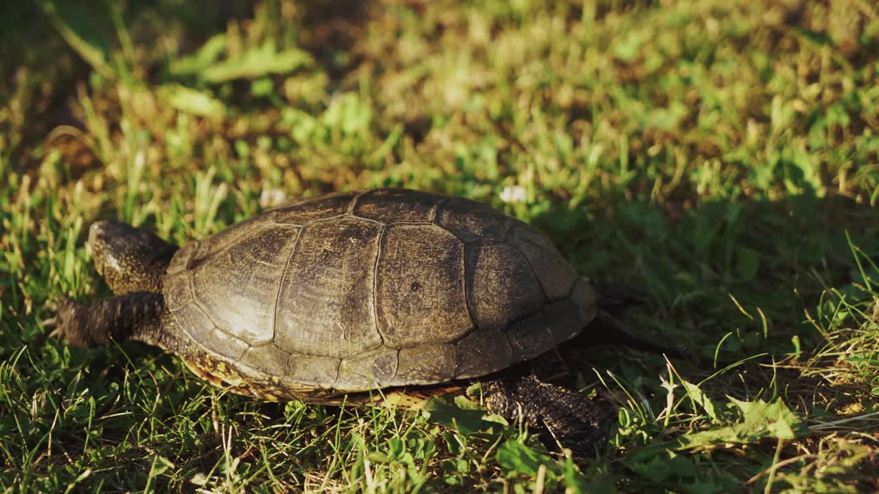 big turtle runs away from the paving stones to the green meadow in the summer in the garden. Close-up