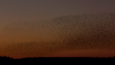 Stare-Murmeln-Vor-Dem-Klaren-Orangefarbenen-Abendhimmel-Und-Bilden-Eine-Unglaubliche-Dunkle,-Dichte-Masse-Von-Vögeln,-Die-Als-Ein-Riesiger-Schwarm-Herabstürzen-Und-Tauchen