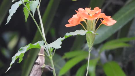 orange flowers - green - gold