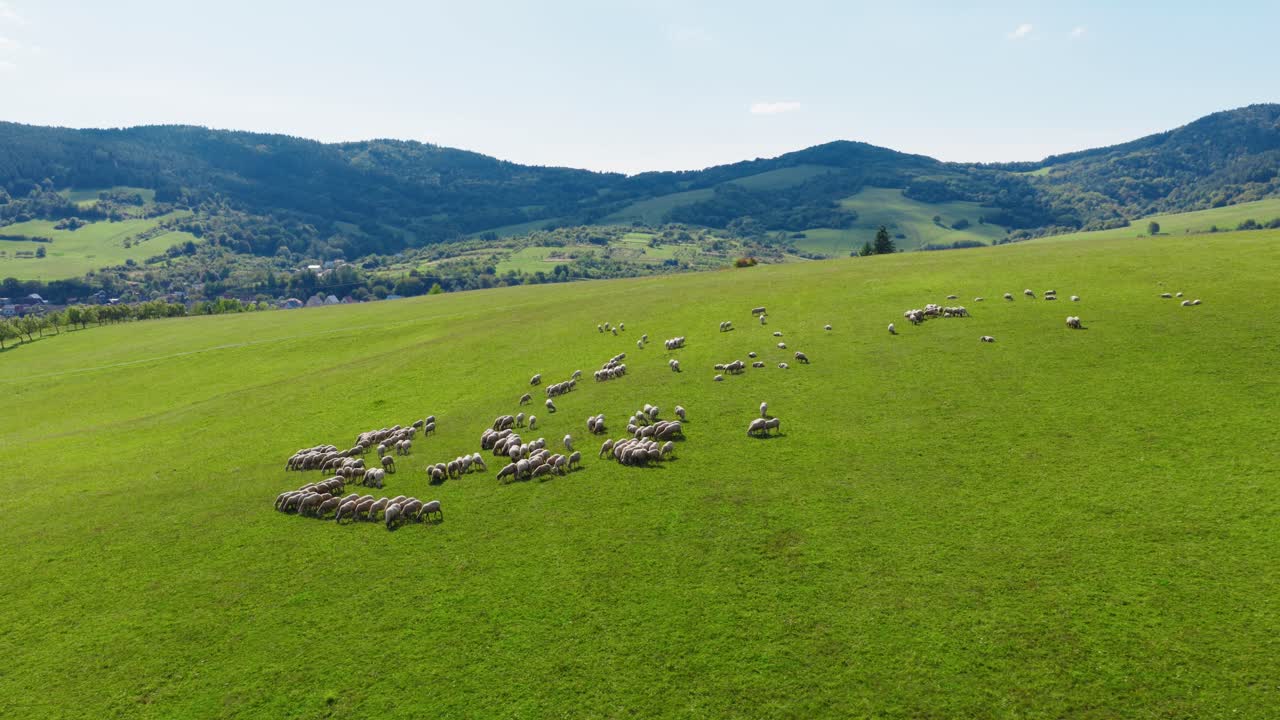 Ampio filmato aereo di un gregge sparso di pecore al pascolo su una lussureggiante collina verde con montagne panoramiche sullo sfondo in una soleggiata giornata estiva in campagna. (4K)