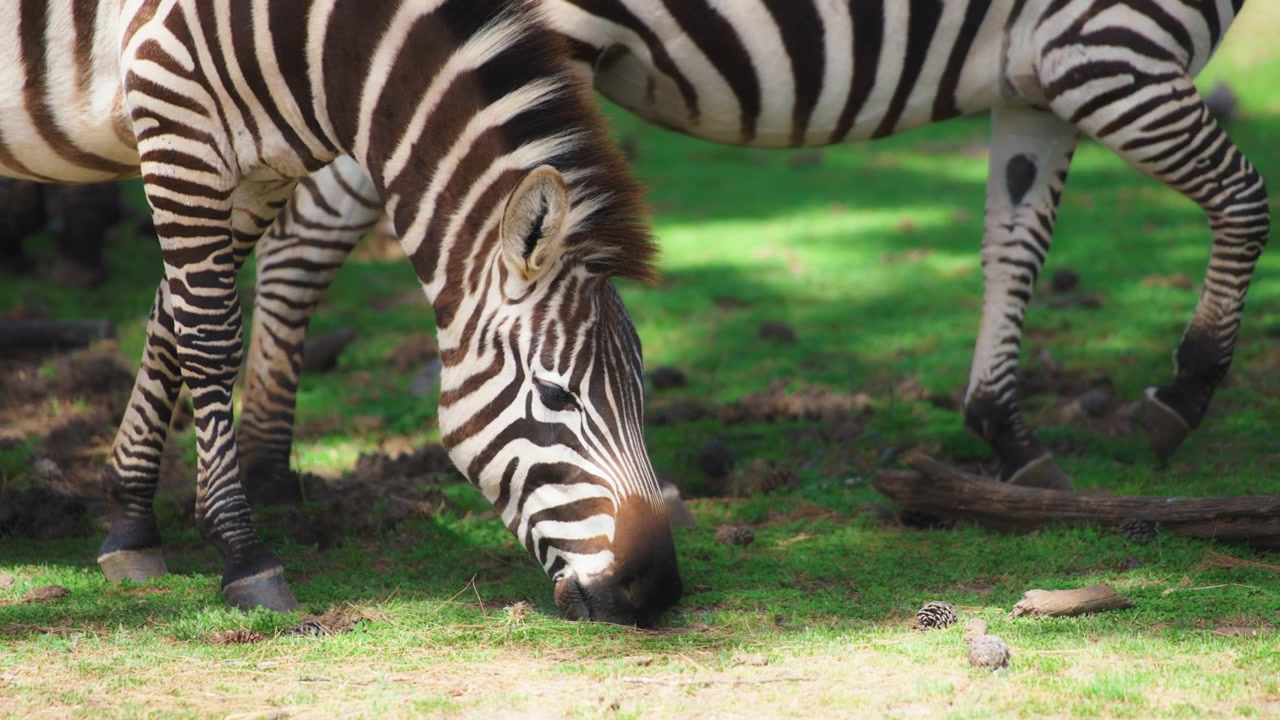 Mandria di zebre al pascolo sul prato