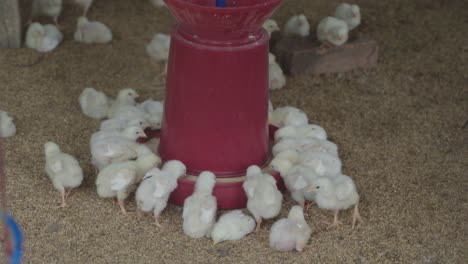 there are baby chickens in the poultry farm.