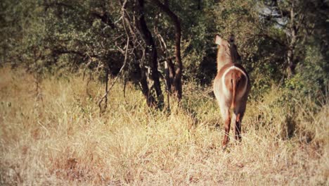 Ein-Hübscher-Wasserbock,-Der-Frei-In-Afrika-Umherläuft-Und-Frisst