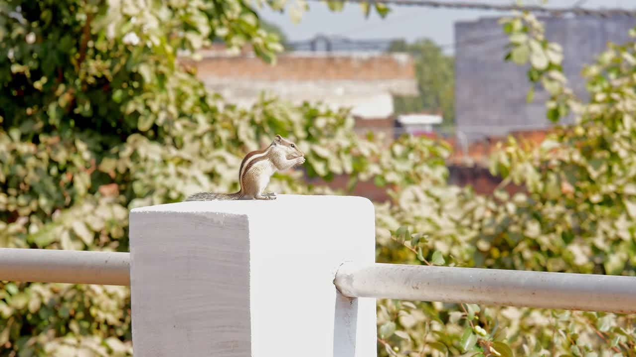 아기 다람가 을 먹고, 인도  다람는 을 고, 세 줄무의 다람