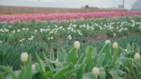 Coloridos-Tulipanes-En-Un-Campo-De-Tulipanes,-Primer-Plano-De-ángulo-Bajo