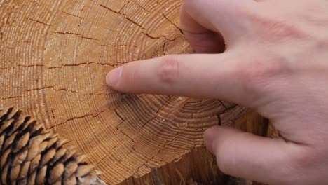 contando los anillos de edad en el tronco del árbol, primer plano en la mano de la mujer