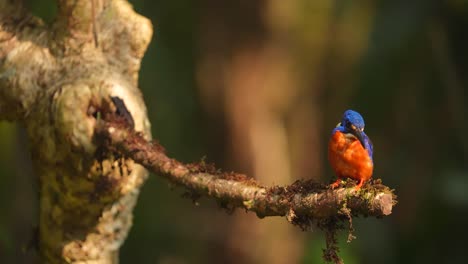 Stunning Blue-Orange Kingfisher Perched on a Branch in a Lush Forest