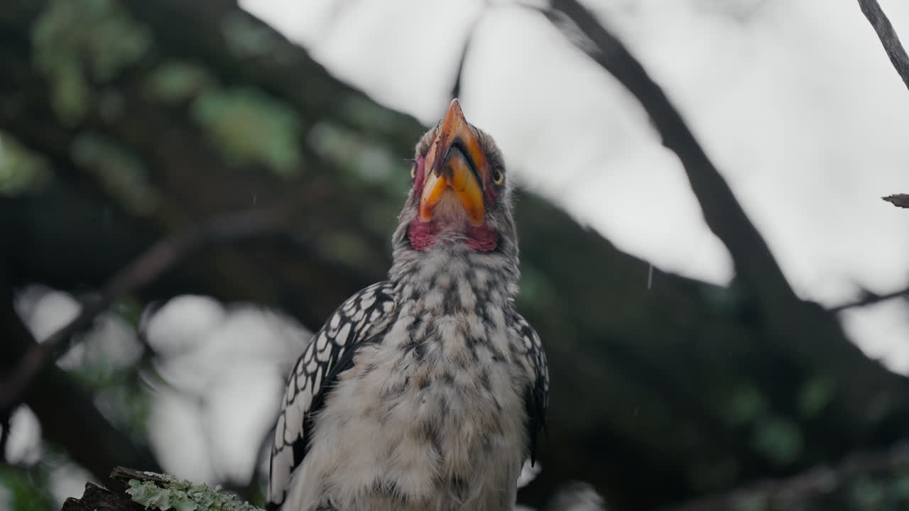 나무 에 있는 은 수염