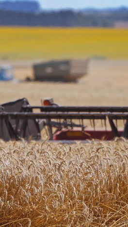 detail view on knives of combine. part of agricultural equipment cutting yellow ears of wheat. grain harvester gathering crop of ripe wheat on the golden field. close-up. vertical video