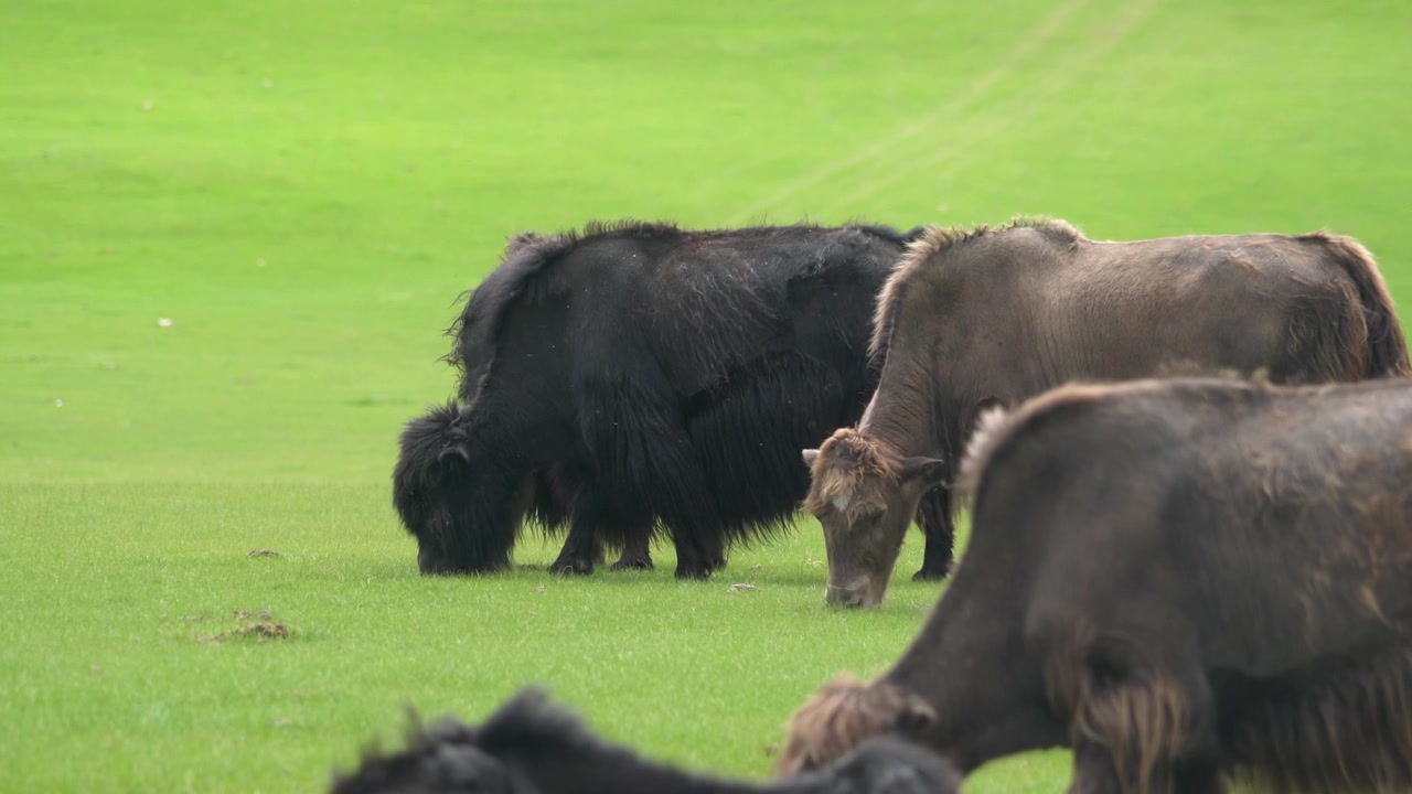 Gruppo di yak che pascolano su un rigoglioso pascolo verde