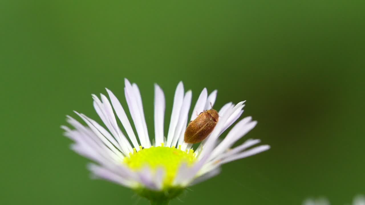 un escarabajo de frambuesa o un gusano de fruta en una flor contra un fondo verde
