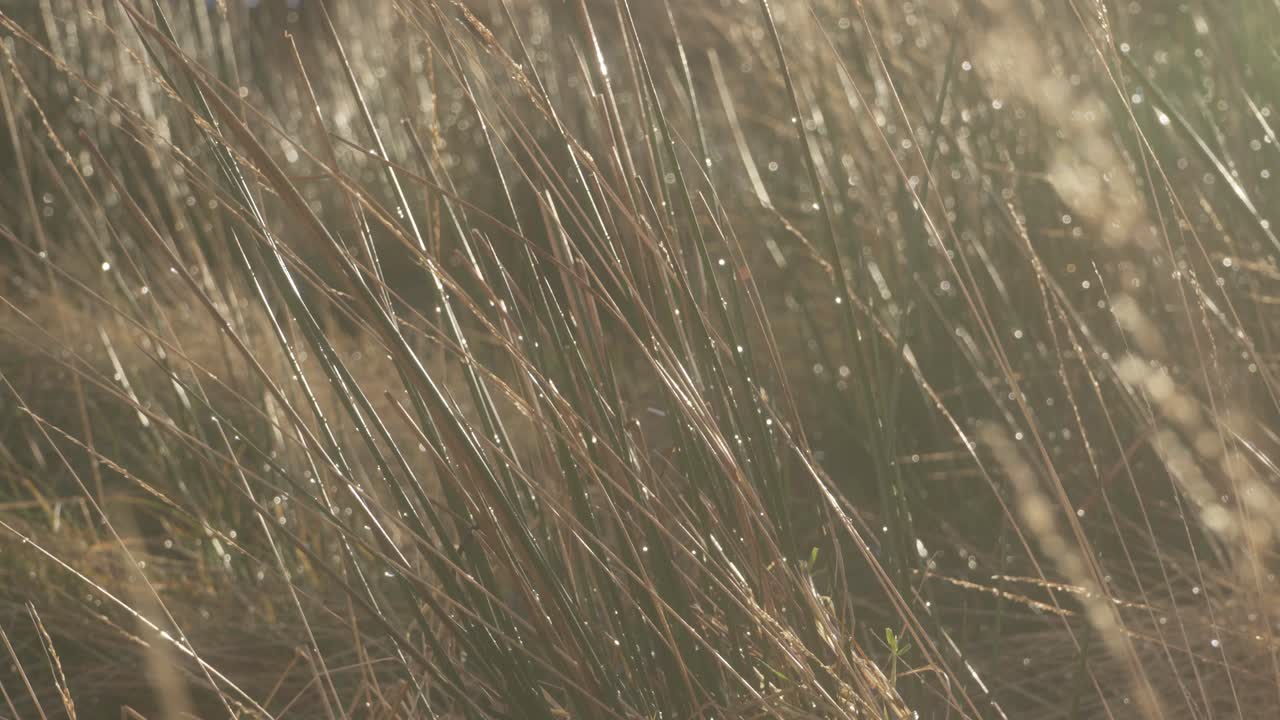 방금 비가 내리고 황금빛 일몰이 잔디에 빛나고 바람이 불고 있었습니다.