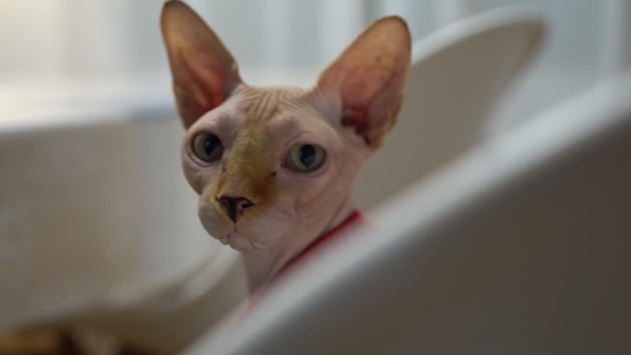 Gatto Sphynx in casa per Natale durante l'inverno che indossa un maglione