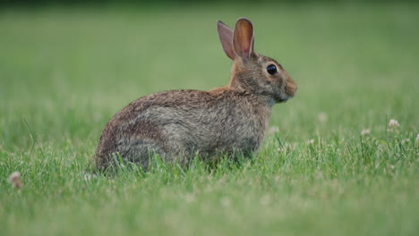 Östliches-Waldkaninchen,-Das-Gras-Frisst