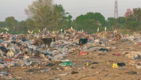 stray dogs petroling the dump yard looking for food eating spoiled food and dead animal