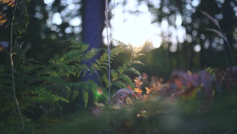 sunset in the forest: ferns and sunlight