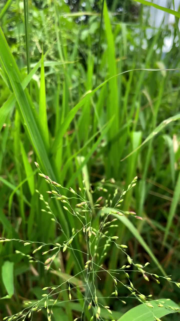 primer plano de la hierba verde