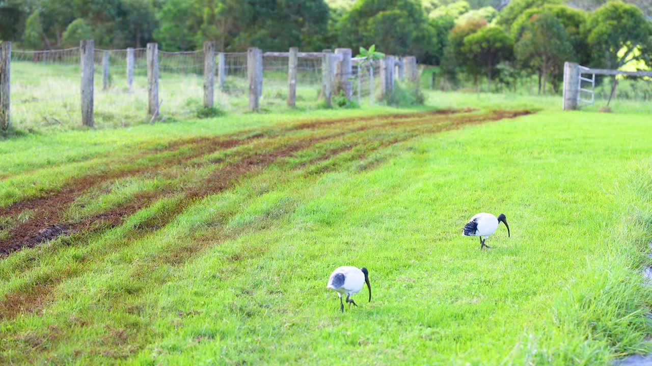 Two ibis birds forage in a lush green field at Byron Bay. The scene captures natural behavior in a serene rural setting