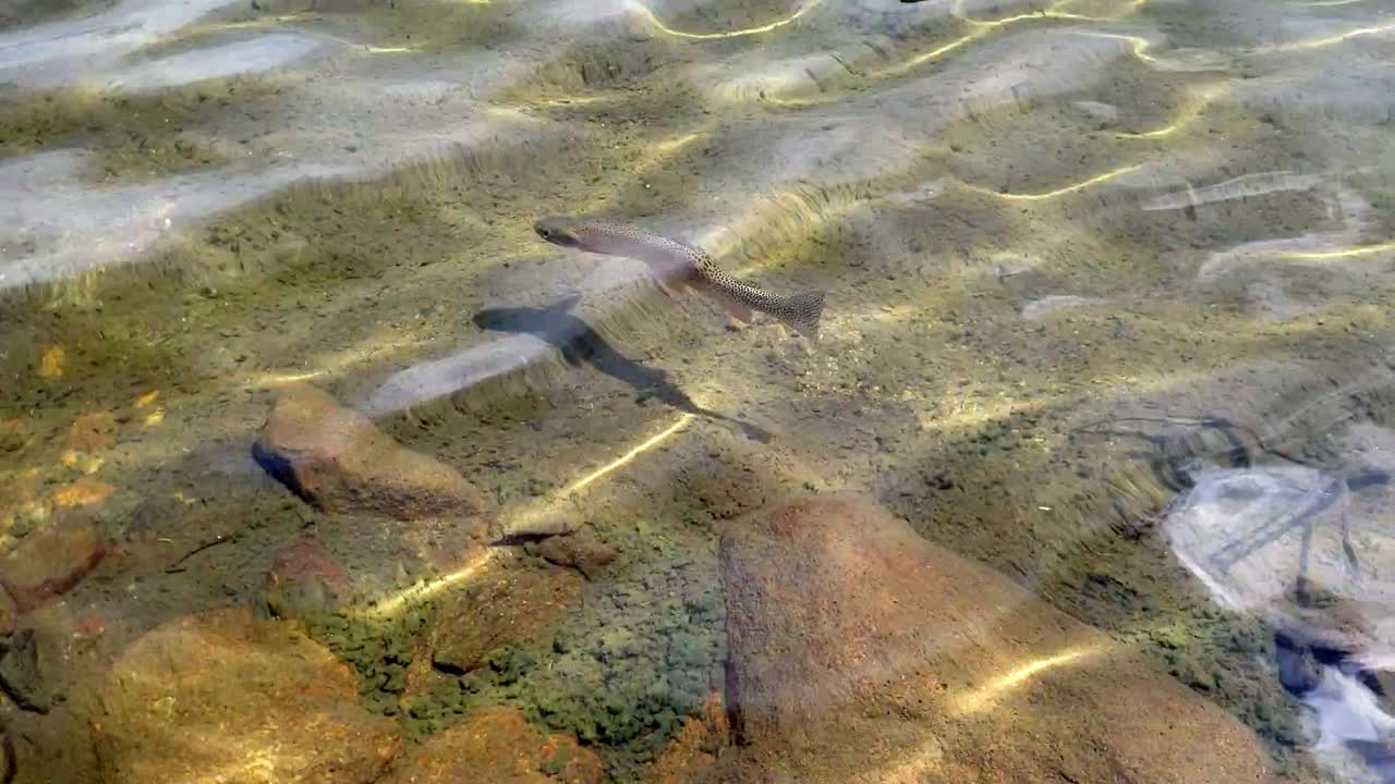 peces nadando en un lago en colorado