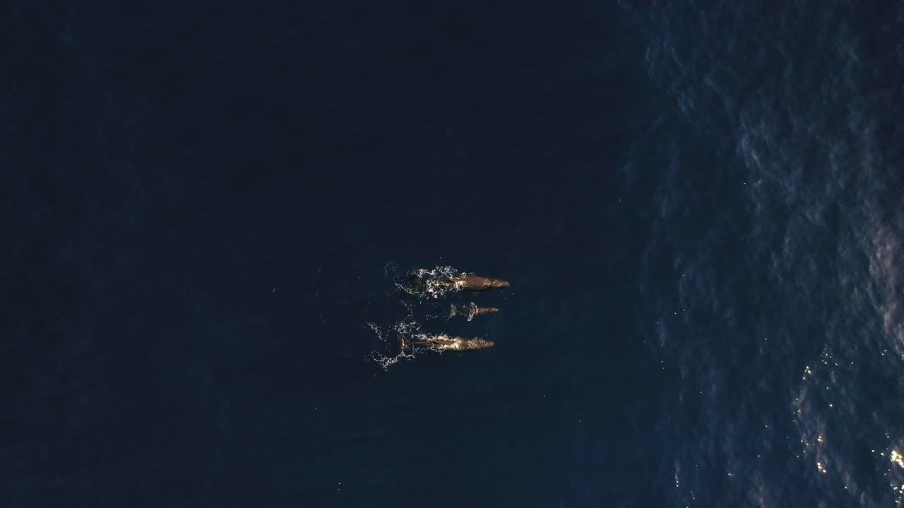 한 마리가 숨을 내쉬고 물을 뿌릴 때 세 마리의 고래 가족이 함께 수영하고 있습니다.
