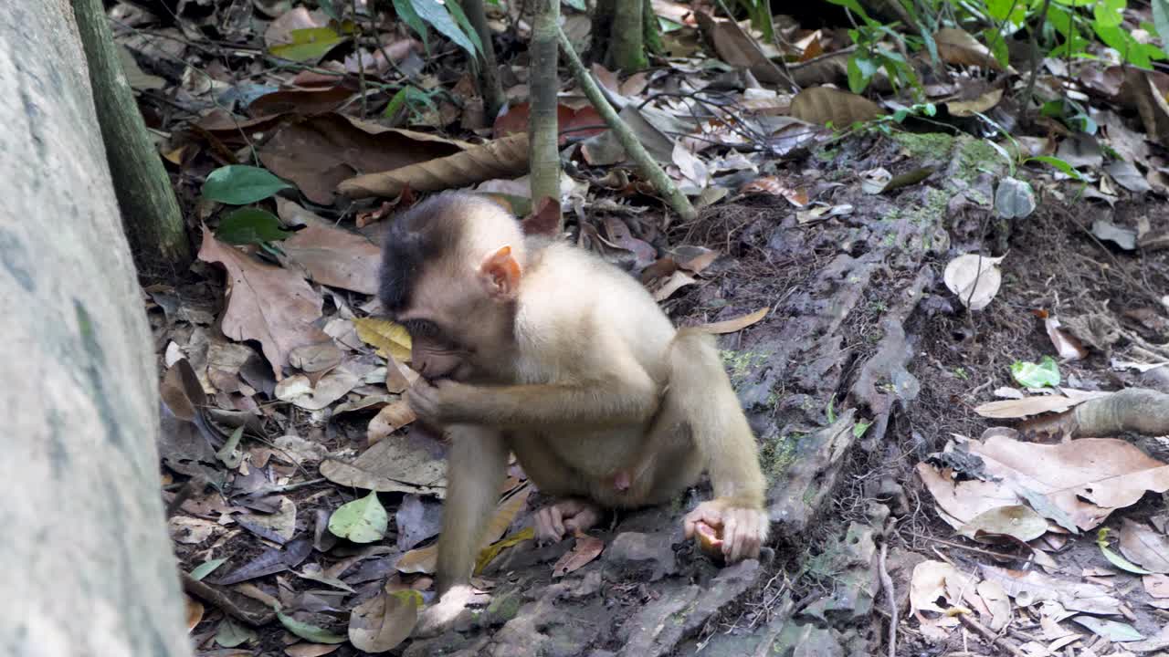 bebé macaco cola de cerdo en busca de alimento a lo largo del suelo de la jungla