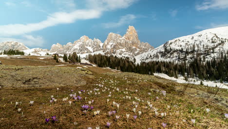 time lapse shot of growing flowers on hills during spring season in italian mountains pale di san martino, trentino