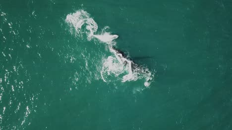 Aerial-shot-of-mother-and-calf-humpback-whales-breaching