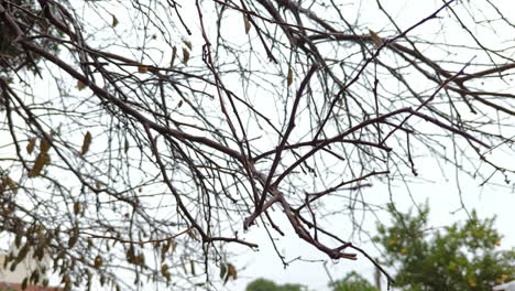 Low-angle-shot-of-leafless-tree-branches-outdoors-with-heavy-rain-falling-on-a-rainy-day-with-blurred-background