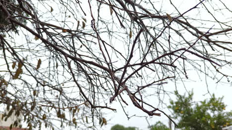 toma de ángulo bajo de ramas de árboles sin hojas al aire libre con fuerte lluvia cayendo en un día de lluvia con fondo borroso