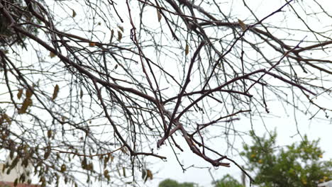 low angle shot of leafless tree branches outdoors with heavy rain falling on a rainy day with blurred background