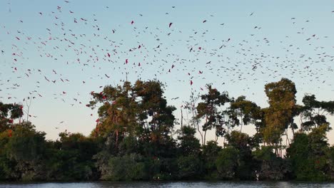 flight of the guaras at araioses in maranhao brazil. wildlife landscape. parnaiba delta waterfront. maranhao brazil. sea birds animals. flight of the guaras at araioses in maranhao. parnaiba delta