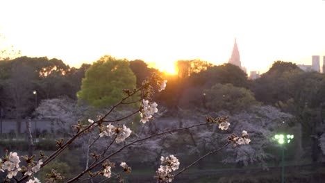 view out on beautiful sakura twigs against tokyo silhouette at sunset