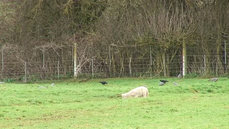 Krähen-Und-Tauben-Fliegen-In-Der-Nähe-Eines-Frühlingslamms,-Das-Auf-Einem-Feld-Im-Vereinigten-Königreich-Weidet