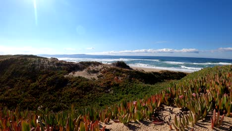 colorful beach landscape on top of sand dunes covered in coastal ice plants