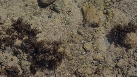 foto de cerca de coral muerto en la playa