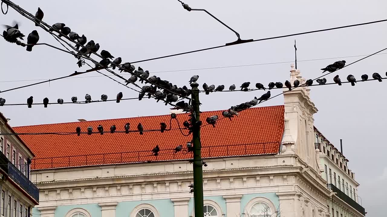 Pigeons on electric wires in the center of Lisbon, Portugal