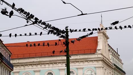 pigeons on electric wires in the center of lisbon, portugal