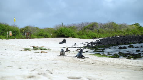 pair of galapagos sea lions walking along playa punta beach in the distance