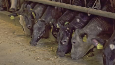 Grupo-De-Vacas-Comen-En-El-Granero