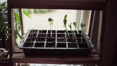 seedlings planted and growing in a small square pot indoor