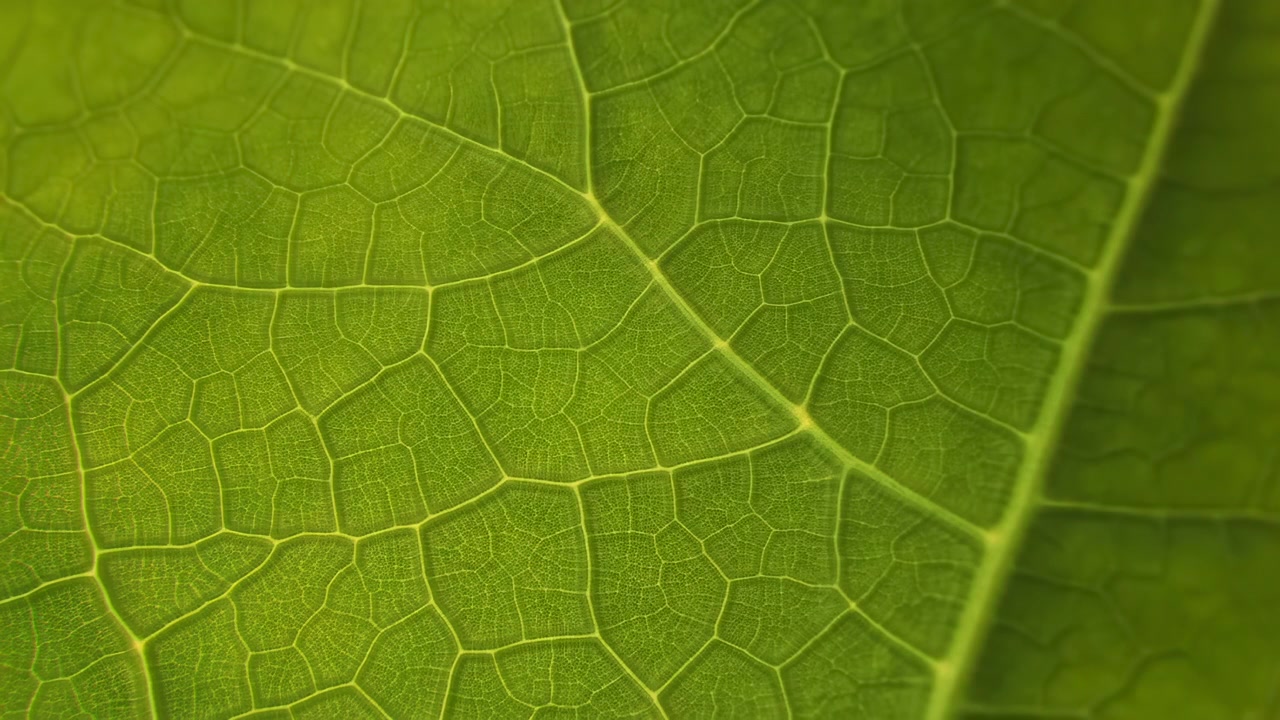 Close-up macro view of a fresh green leaf filling the frame, showing detailed vein patterns, smooth surface texture, and a softly blurred edge under even