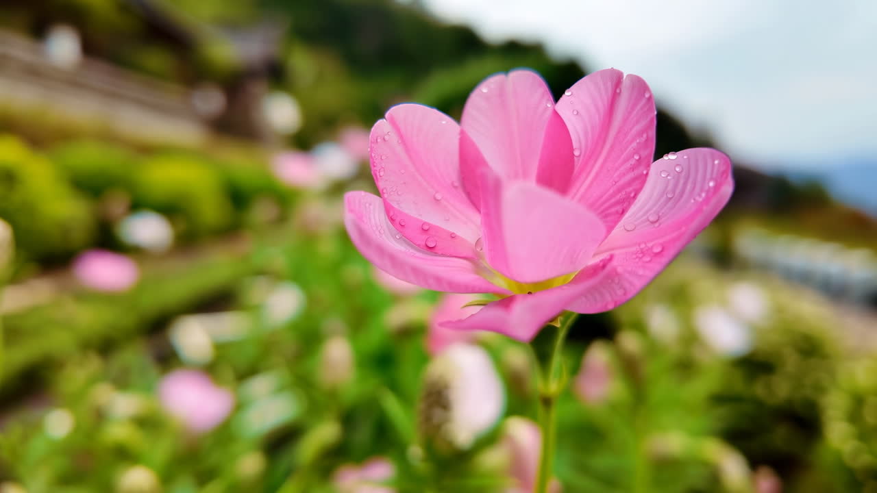 Nærbilde av en rosa blomst med vanndråper som svaier forsiktig