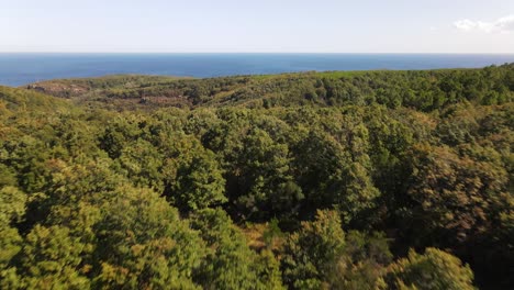 Otoño-Bosque-Naturaleza-Vista-Aérea