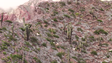 Aerial-view-of-goats-on-top-of-an-arid-mountain-and-desert-vegetation-in-Jujuy,-Argentina