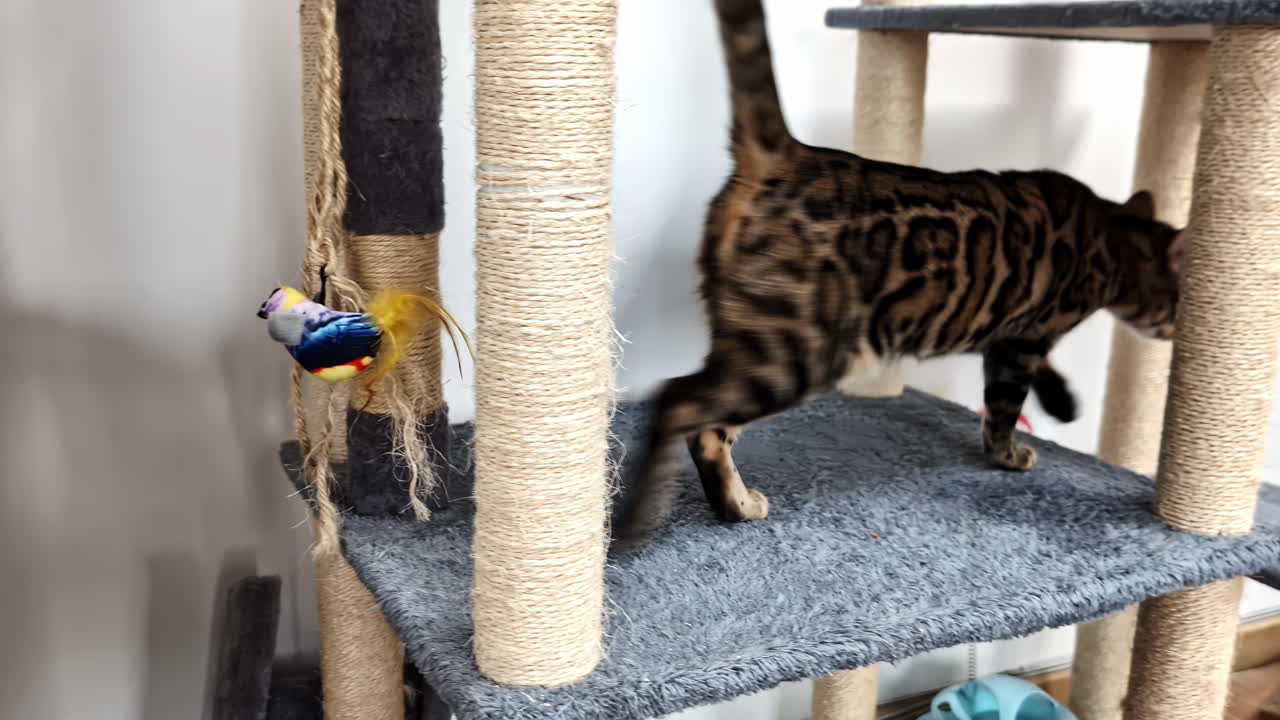 Un gatto del Bengala che gioca in una palestra per gatti a Riga, in Lettonia
