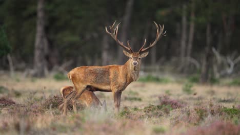 Mittlere-Aufnahme-Eines-Riesigen,-Majestätischen-Und-Kräftigen-Rothirschbocks-Mit-Einem-Sehr-Großen-Geweih,-Der-Auf-Einer-Waldlichtung-Mit-Einem-Kleinen-Jungen-Hirsch-Steht,-Während-Er-Sich-Umschaut-Und-Sein-Revier-überblickt