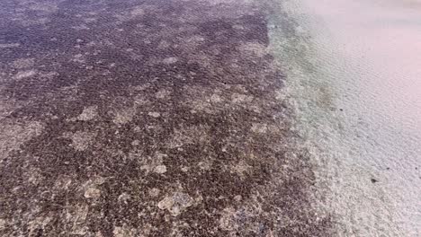 Vibrant-Coral-Reefs-In-The-Clear,-Shallow-Waters-Of-The-Philippines-During-Low-Tide