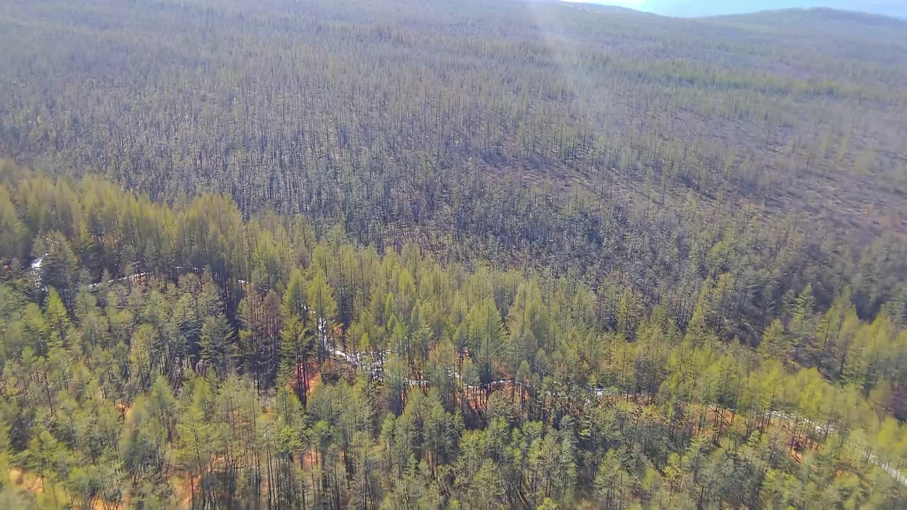 explorar un denso bosque desde arriba con una vasta extensión de árboles y vegetación