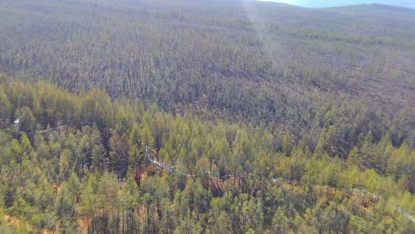 Explora-Un-Denso-Bosque-Desde-Arriba-Con-Una-Vasta-Extensión-De-árboles-Y-Vegetación