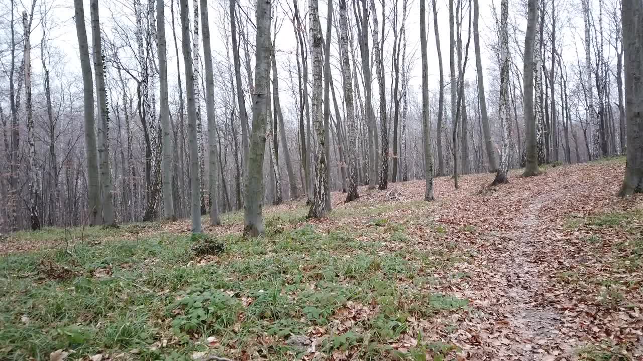 Sesión de fotos en el bosque invernal